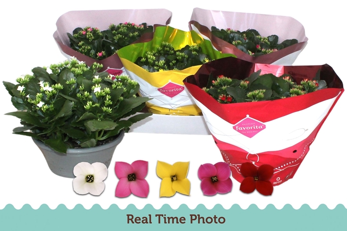 <h4>KAL EN GEM 5 KL</h4>