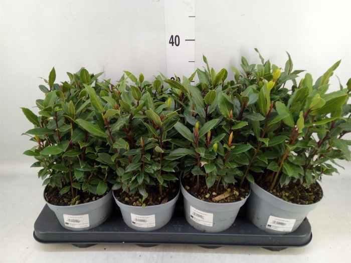 <h4>Laurus nobilis</h4>
