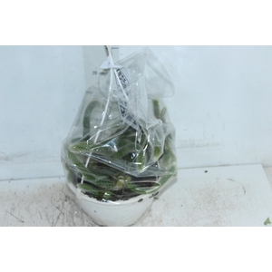 CACTUS RABO MACACO C18