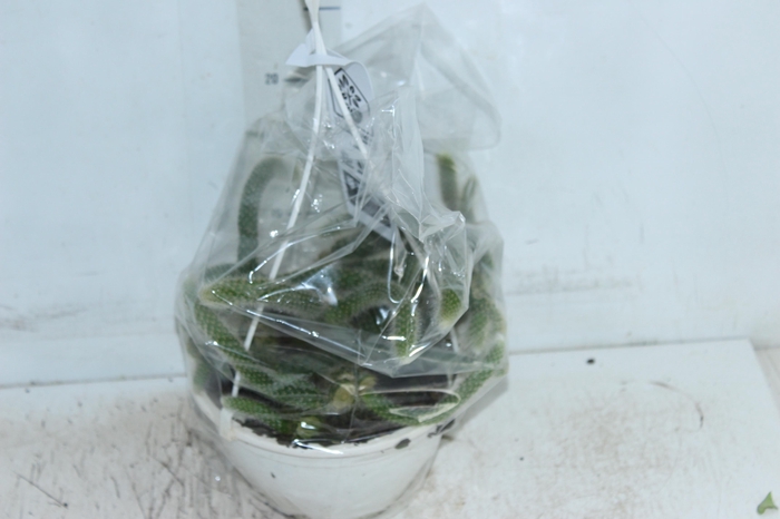<h4>CACTUS RABO MACACO C18</h4>