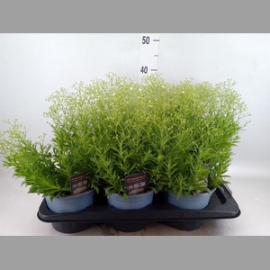 Gypsophila panic. 'Summer Sparkles'