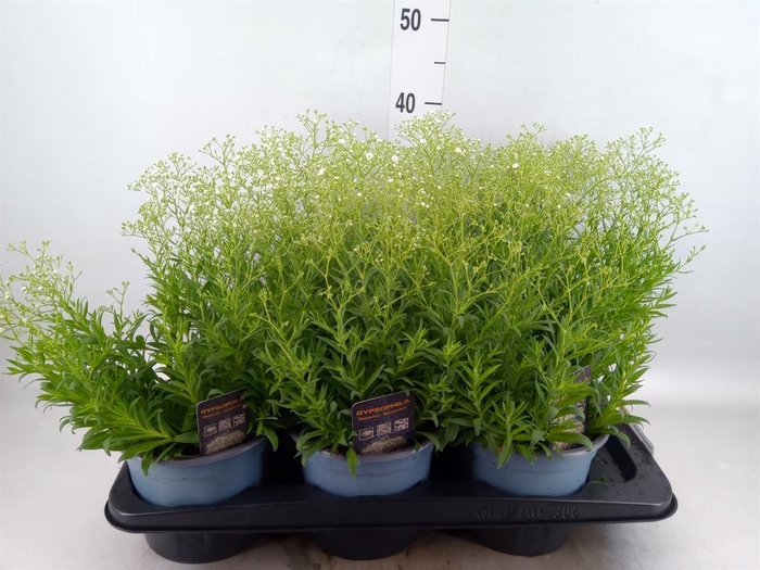 <h4>Gypsophila panic. 'Summer Sparkles'</h4>