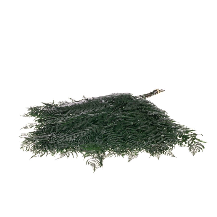 <h4>Bracken fern preserved 10pc moss green</h4>