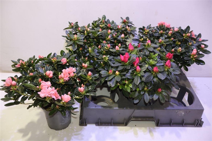 <h4>arr8 Rhodo Si Gem</h4>