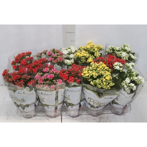 KALANCHOE DOBRADO P11