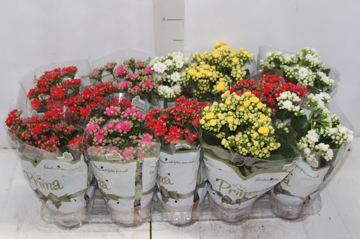 <h4>KALANCHOE DOBRADO P11</h4>