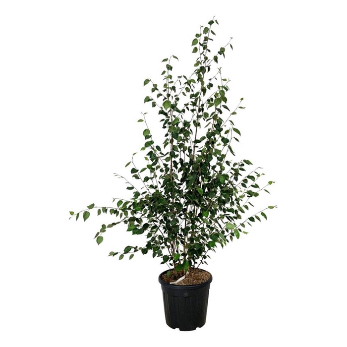 <h4>Betula utilis jacquemontii</h4>