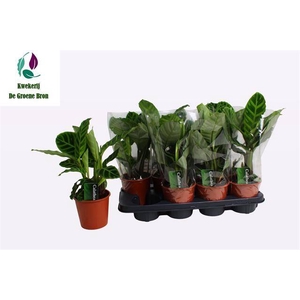 Calathea Zebrina 14Ø 55cm