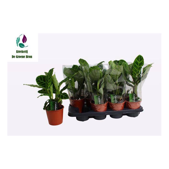 <h4>Calathea Zebrina 14Ø 55cm</h4>
