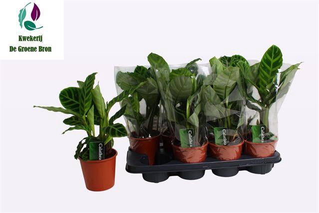 Calathea Zebrina 14Ø 55cm