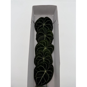 Anth Clarinervium Blad Xl