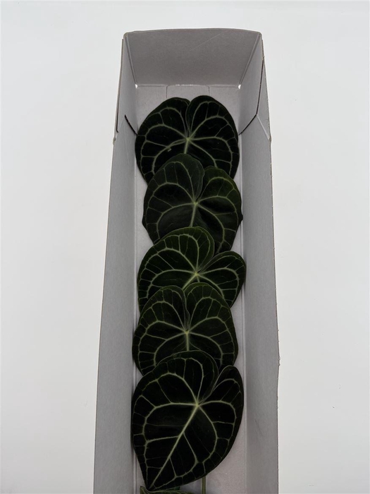 <h4>Anth Clarinervium Blad L</h4>