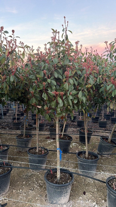 <h4>PHOT FR RED ROBIN</h4>