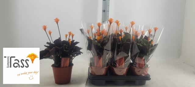 <h4>CALAT CROCATA</h4>