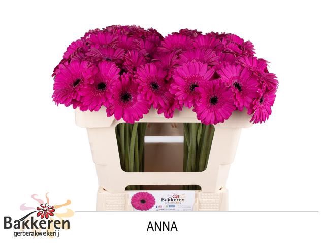 <h4>Germini Anna</h4>