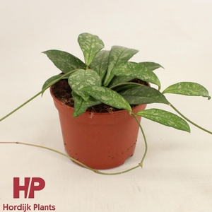 Hoya Crassipetiolata P12