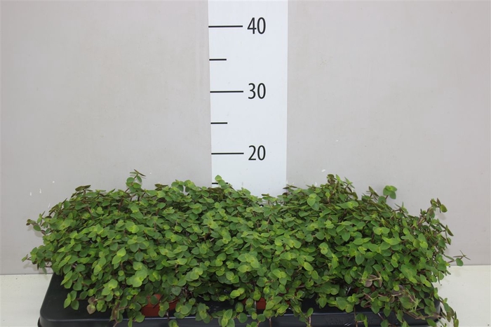 <h4>Callisia Repens</h4>