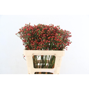 ROSA BELLS HIPHOP 060CM