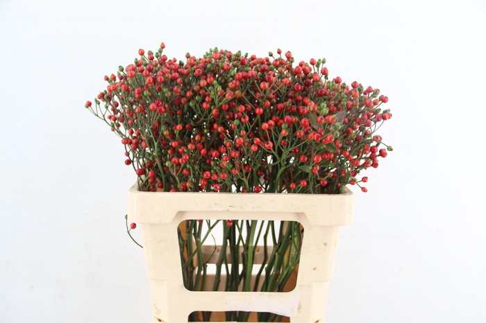 <h4>ROSA BELLS HIPHOP 060CM</h4>
