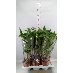Pachira aquatica