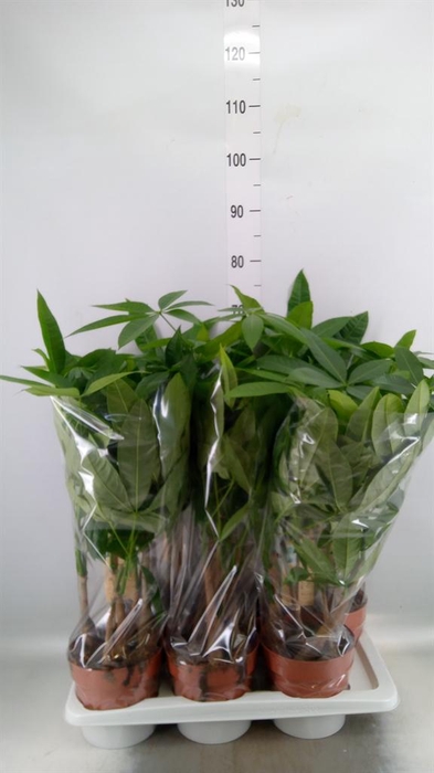 <h4>Pachira aquatica</h4>