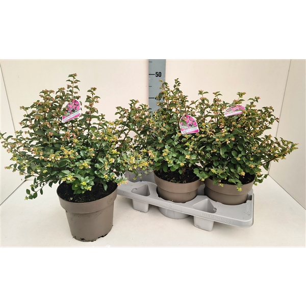 <h4>Symphoricarpos Magical Sweet T19 Rosa</h4>
