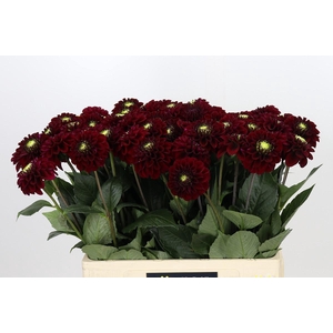 Dahlia Black Fox