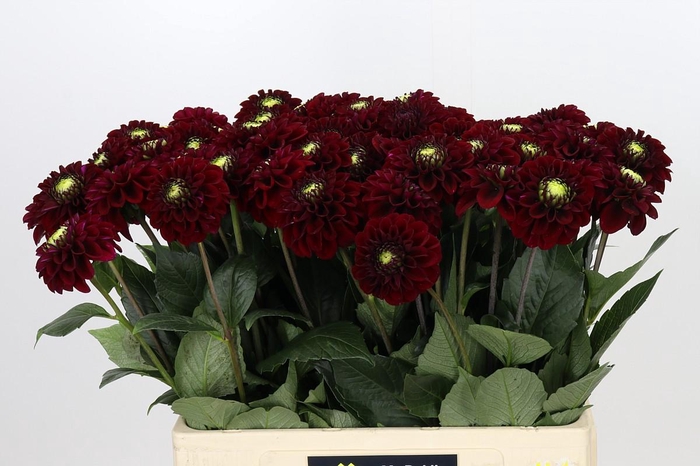 <h4>Dahlia Black Fox</h4>