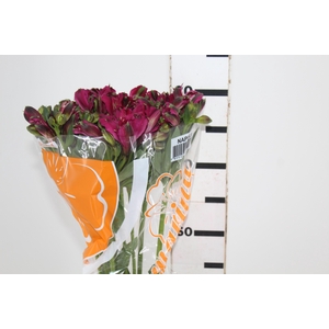 ALSTROEMERIA NAPOLI 080 CM