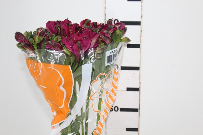 <h4>ALSTROEMERIA NAPOLI 080 CM</h4>