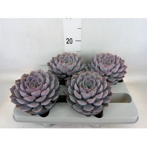 Echeveria  'Orion'