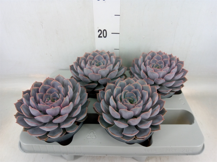 <h4>Echeveria  'Orion'</h4>