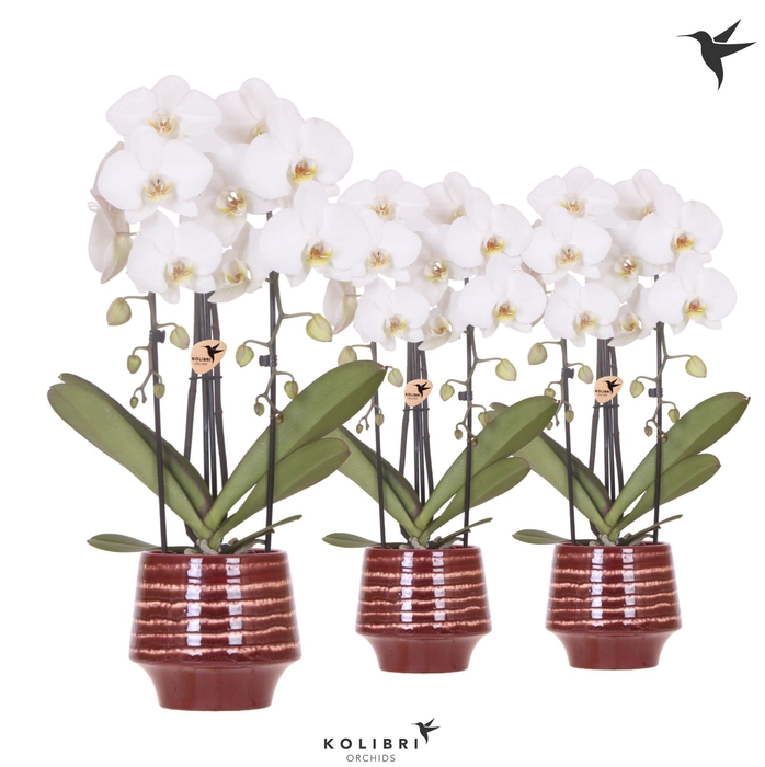 <h4>Kolibri Orchids Cascade Niagara Fall white 2 spike in Moonstone pot red</h4>