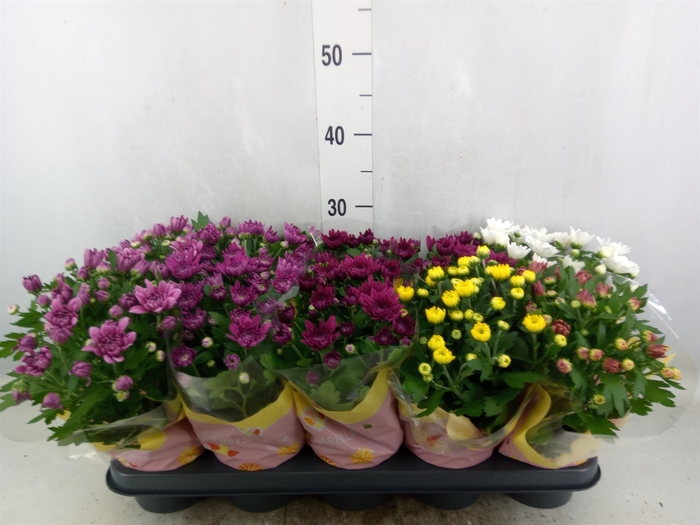 <h4>Chrysanthemum   ..rosebud mix</h4>