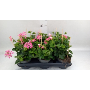 Pelargonium pelt. 'Balkon Roze'
