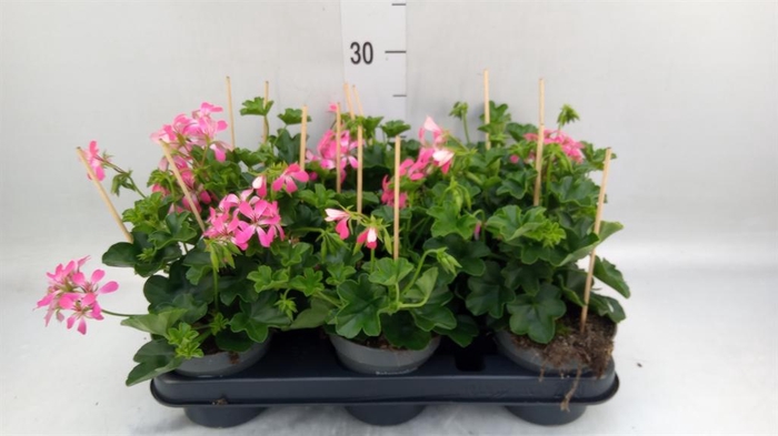 <h4>Pelargonium pelt. 'Balkon Roze'</h4>