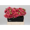 Dahlia Doris Duke