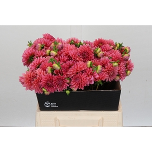 Dahlia Doris Duke