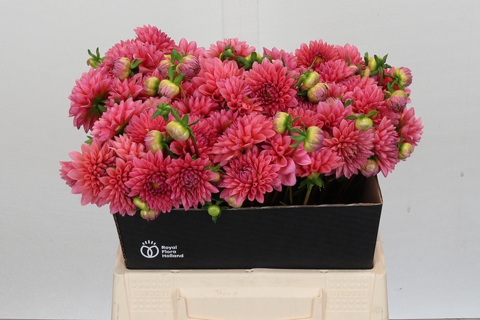 <h4>Dahlia Doris Duke</h4>