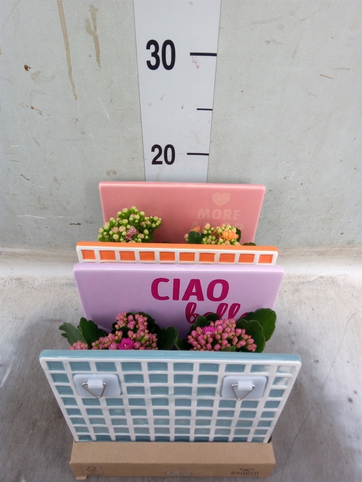 <h4>Arr.   Planten L%</h4>