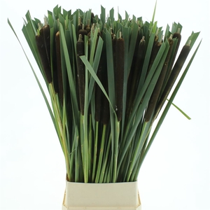 Typha Super