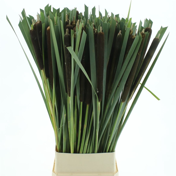 <h4>Typha Super</h4>