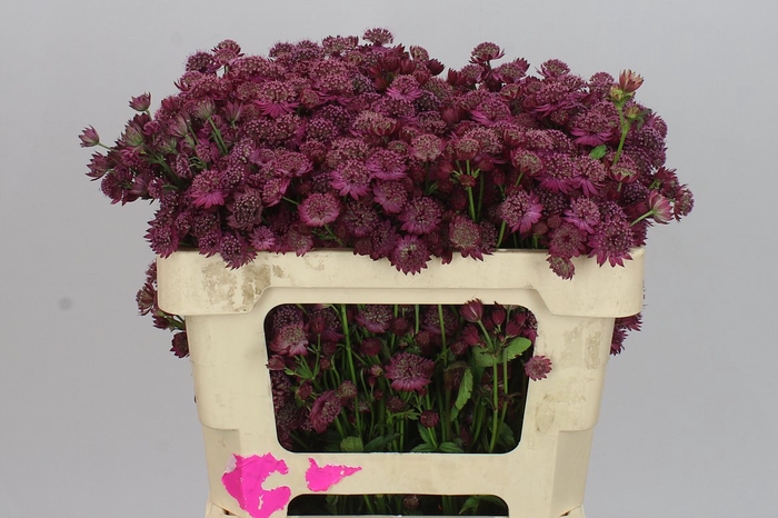 <h4>Astrantia Purple Sensation</h4>