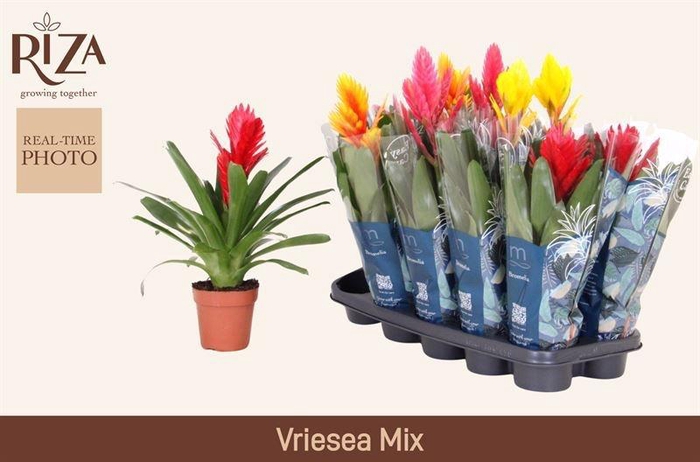 <h4>VRIES GEM 5 SRT</h4>