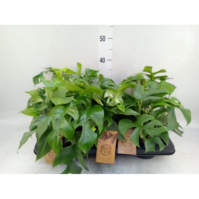 <h4>Monstera   ...</h4>