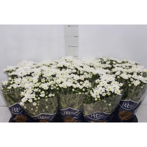 CRISANTEMO MINI P11 BRANCO