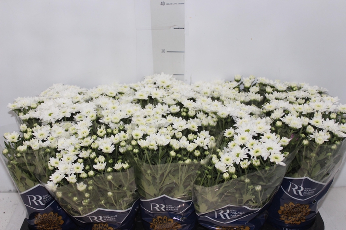 <h4>CRISANTEMO MINI P11 BRANCO</h4>