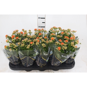 KALANCHOE DOBRADO P11 LARANJA