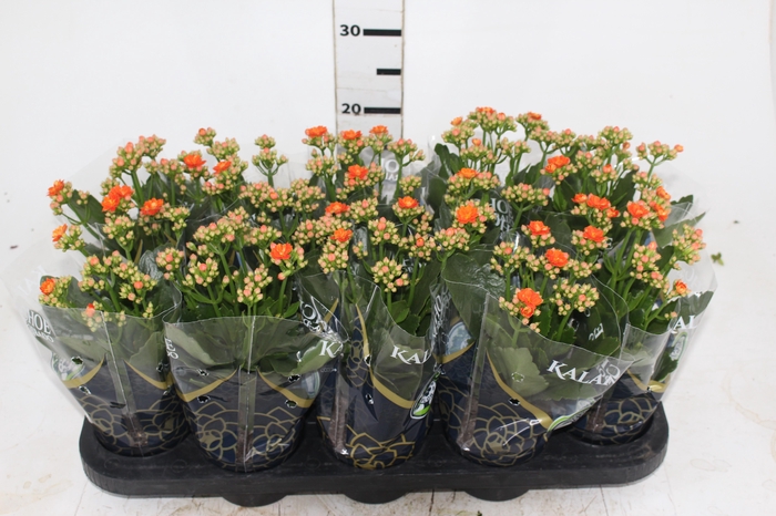 <h4>KALANCHOE DOBRADO P11 LARANJA</h4>