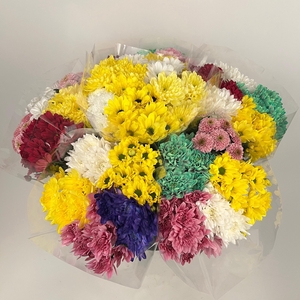 Bq Mono Chrysant rainbow 5-er PROMO!